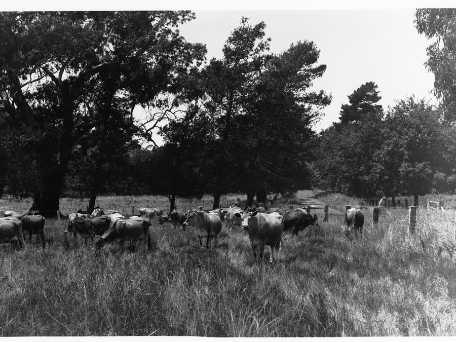 Dairy cattle grazing in South Australia