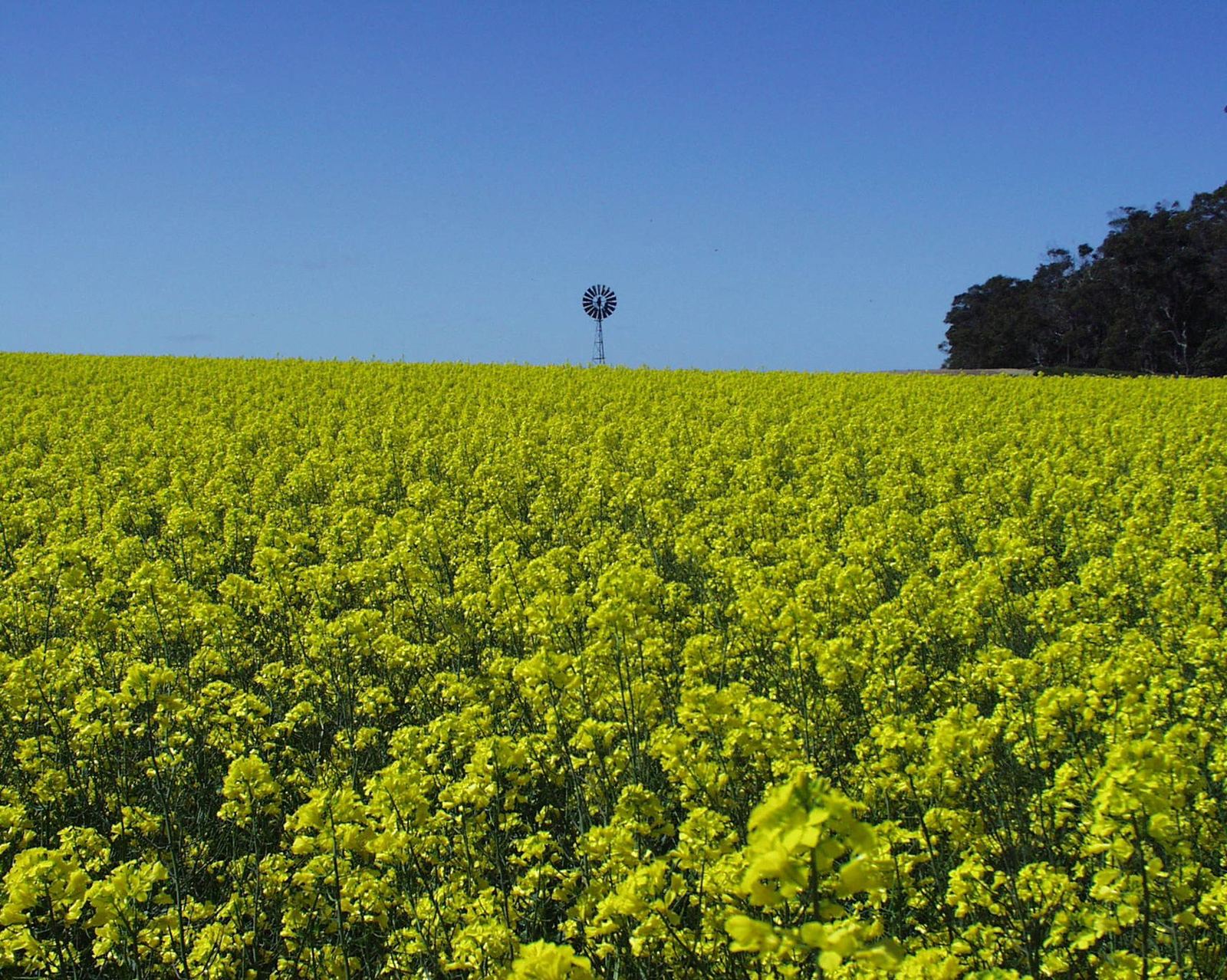CSIRO canola crop at Mt Barker, Western Australia.