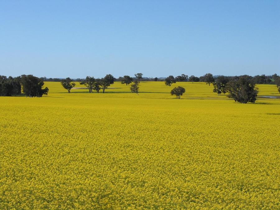 Canola crop near Kojonup