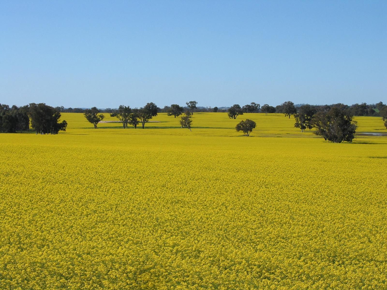 Canola crop near Kojonup in Western Australia’s Great Southern — a reminder that rural value sits in soil, climate and water, not just the homestead.