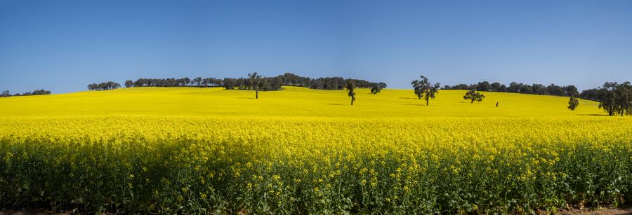 Canola landscape, Western Australia (stand-in rural scene)